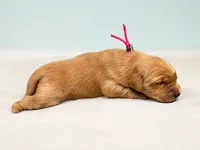 Ms. Pink Golden Retriever, a female Golden Retriever for sale in Buna, TX – 1 of 4