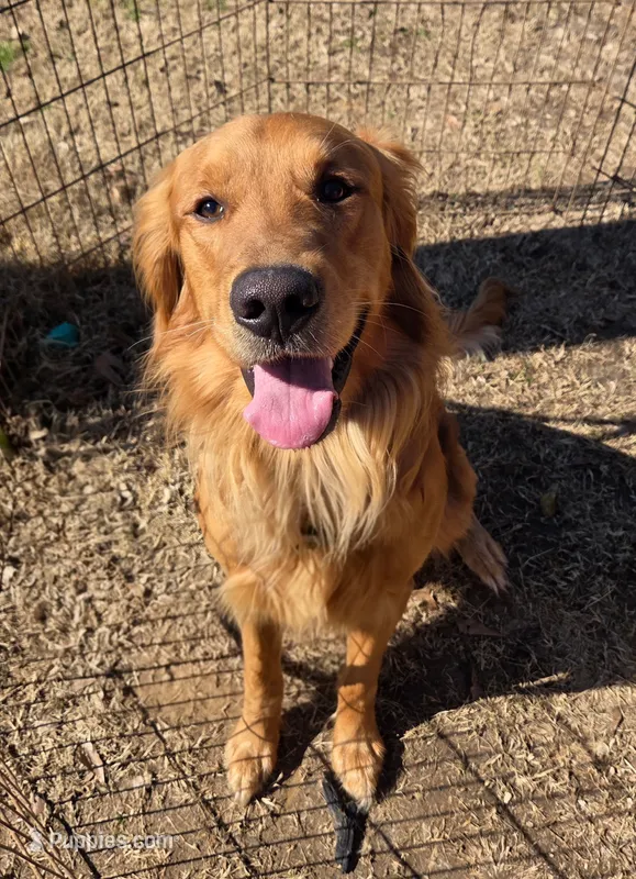 Cooper – Golden Retriever puppy for sale in Buna, TX