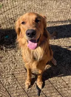 Cooper, a male Golden Retriever for sale in Buna, TX – 1 of 2