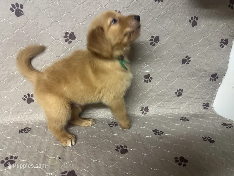 Mr. Green Golden Retriever – Golden Retriever puppy for sale in Buna, TX