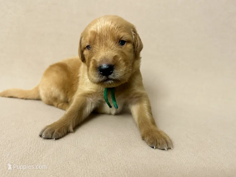 Mr. Green Golden Retriever – Golden Retriever puppy for sale in Buna, TX