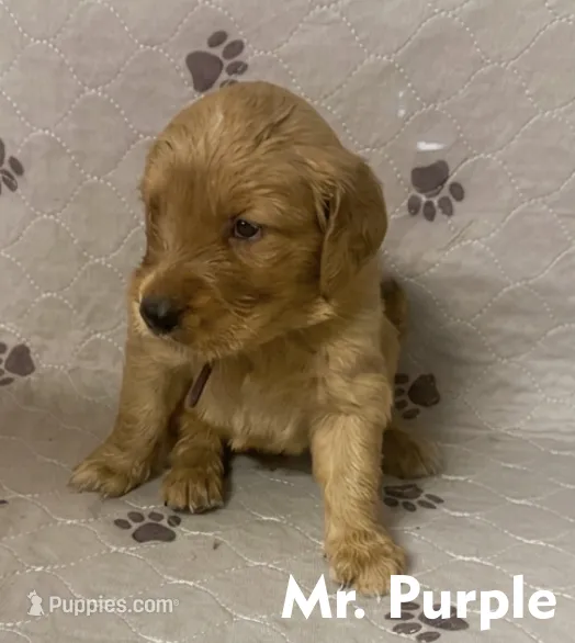 Mr. Purple Golden Retriever – Golden Retriever puppy for sale in Buna, TX
