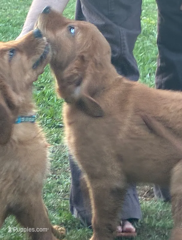 Mr. Orange Golden Retriever – Golden Retriever puppy for sale in Buna, TX