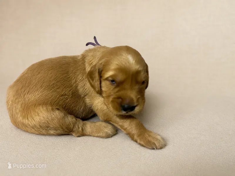 Mr. Purple Golden Retriever – Golden Retriever puppy for sale in Buna, TX