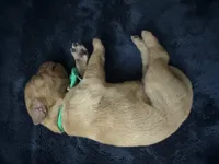 Mr. Green, a male Golden Retriever for sale in Buna, TX – Photo 2 of 3