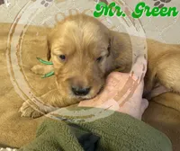 Mr. Green, a male Golden Retriever for sale in Buna, TX – Photo 1 of 3