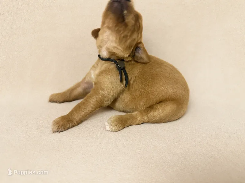 Mr. Black Golden Retriever – Golden Retriever puppy for sale in Buna, TX