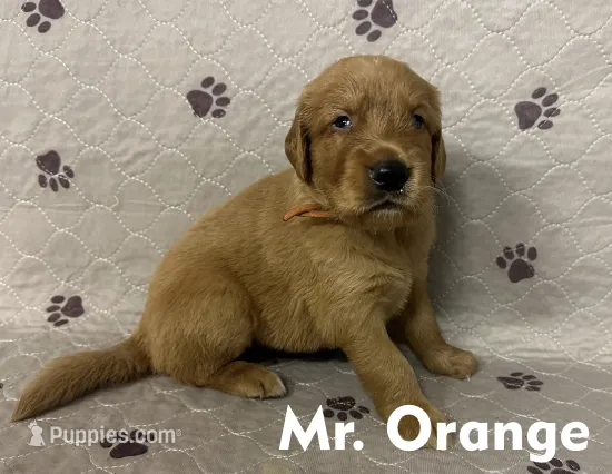 Mr. Orange Golden Retriever – Golden Retriever puppy for sale in Buna, TX