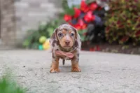 Ivy, a female Miniature Dachshund for sale in Walnut Creek, OH – 3 of 10