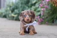 Rosie, a female Miniature Dachshund for sale in Walnut Creek, OH – 3 of 10