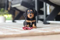 Arthur, a male Miniature Dachshund for sale in Walnut Creek, OH – 2 of 9