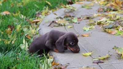 Lilly, a female Miniature Dachshund for sale in Sugarcreek, OH – 10 of 10