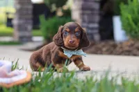 Everett, a male Miniature Dachshund for sale in Walnut Creek, OH – 4 of 9