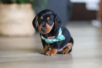 Luca, a male Miniature Dachshund for sale in Walnut Creek, OH – 4 of 8