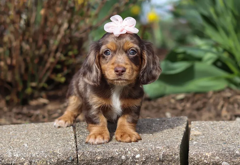Bella, a female Dachshund for sale in Walnut Creek, OH – Photo 1 of 1