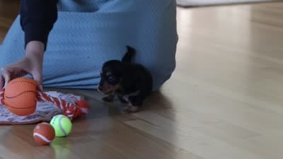 Clark, a male Miniature Dachshund for sale in Walnut Creek, OH – 8 of 8