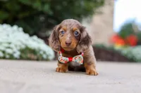 Dolly, a female Miniature Dachshund for sale in Walnut Creek, OH – Photo 5 of 10