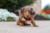 Dolly, a female Miniature Dachshund for sale in Walnut Creek, OH – Photo 6 of 10