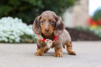Dolly, a female Miniature Dachshund for sale in Walnut Creek, OH – Photo 9 of 10