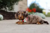 Dolly, a female Miniature Dachshund for sale in Walnut Creek, OH – Photo 3 of 10