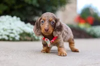 Dolly, a female Miniature Dachshund for sale in Walnut Creek, OH – Photo 8 of 10