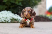 Dolly, a female Miniature Dachshund for sale in Walnut Creek, OH – Photo 7 of 10
