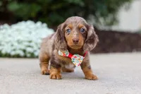 Dolly, a female Miniature Dachshund for sale in Walnut Creek, OH – Photo 1 of 10