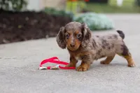 Dolly, a female Miniature Dachshund for sale in Walnut Creek, OH – Photo 10 of 10
