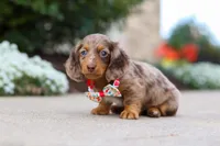 Dolly, a female Miniature Dachshund for sale in Walnut Creek, OH – Photo 4 of 10