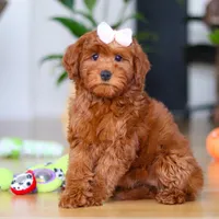 Chloe, a female Miniature Goldendoodle for sale in Walnut Creek, OH – 4 of 5