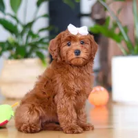 Chloe, a female Miniature Goldendoodle for sale in Walnut Creek, OH – 2 of 5