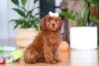 Chloe, a female Miniature Goldendoodle for sale in Walnut Creek, OH – Photo 2 of 5