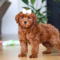 Chloe, a female Miniature Goldendoodle for sale in Walnut Creek, OH – 5 of 5