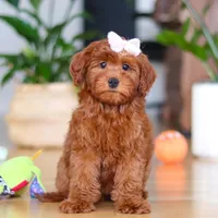 Chloe, a female Miniature Goldendoodle for sale in Walnut Creek, OH – 1 of 5