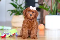 Chloe, a female Miniature Goldendoodle for sale in Walnut Creek, OH – Photo 1 of 5