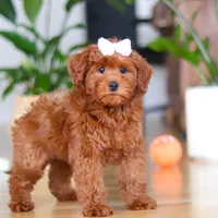 Chloe, a female Miniature Goldendoodle for sale in Walnut Creek, OH – 3 of 5
