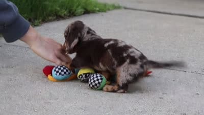 Benson, a male Miniature Dachshund for sale in Walnut Creek, OH – 10 of 10