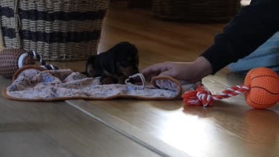 Luca, a male Miniature Dachshund for sale in Walnut Creek, OH – 8 of 8