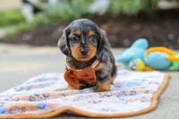 Dallas , a male Miniature Dachshund for sale in Walnut Creek, OH – 2 of 8