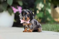 Cora, a female Miniature Dachshund for sale in Walnut Creek, OH – 2 of 10