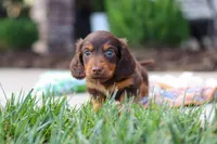 Everett, a male Miniature Dachshund for sale in Walnut Creek, OH – 8 of 9