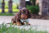 Everett, a male Miniature Dachshund for sale in Walnut Creek, OH – 5 of 9