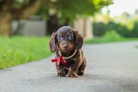 Charlie, a male Miniature Dachshund for sale in Walnut Creek, OH – 8 of 10