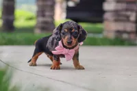 Agnes, a male Miniature Dachshund for sale in Walnut Creek, OH – 2 of 10