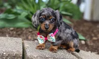 Lily, a female Dachshund for sale in Walnut Creek, OH – Photo 1 of 5