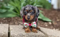 Lily, a female Dachshund for sale in Walnut Creek, OH – Photo 2 of 5