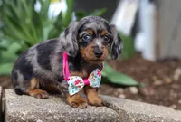 Lily, a female Dachshund for sale in Walnut Creek, OH – Photo 5 of 5