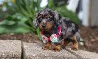 Lily, a female Dachshund for sale in Walnut Creek, OH – Photo 4 of 5