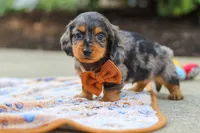 Dallas , a male Miniature Dachshund for sale in Walnut Creek, OH – 7 of 8