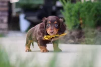Lennon, a male Miniature Dachshund for sale in Walnut Creek, OH – 6 of 8
